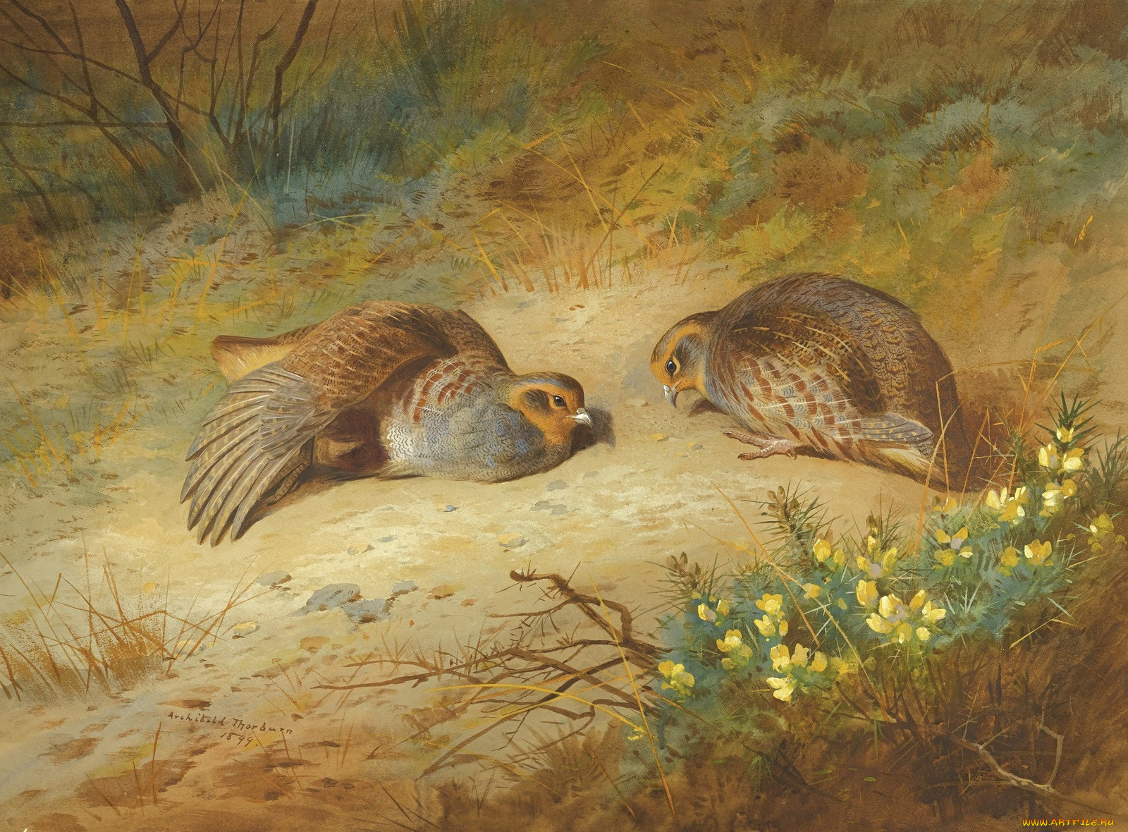 , archibald, thorburn